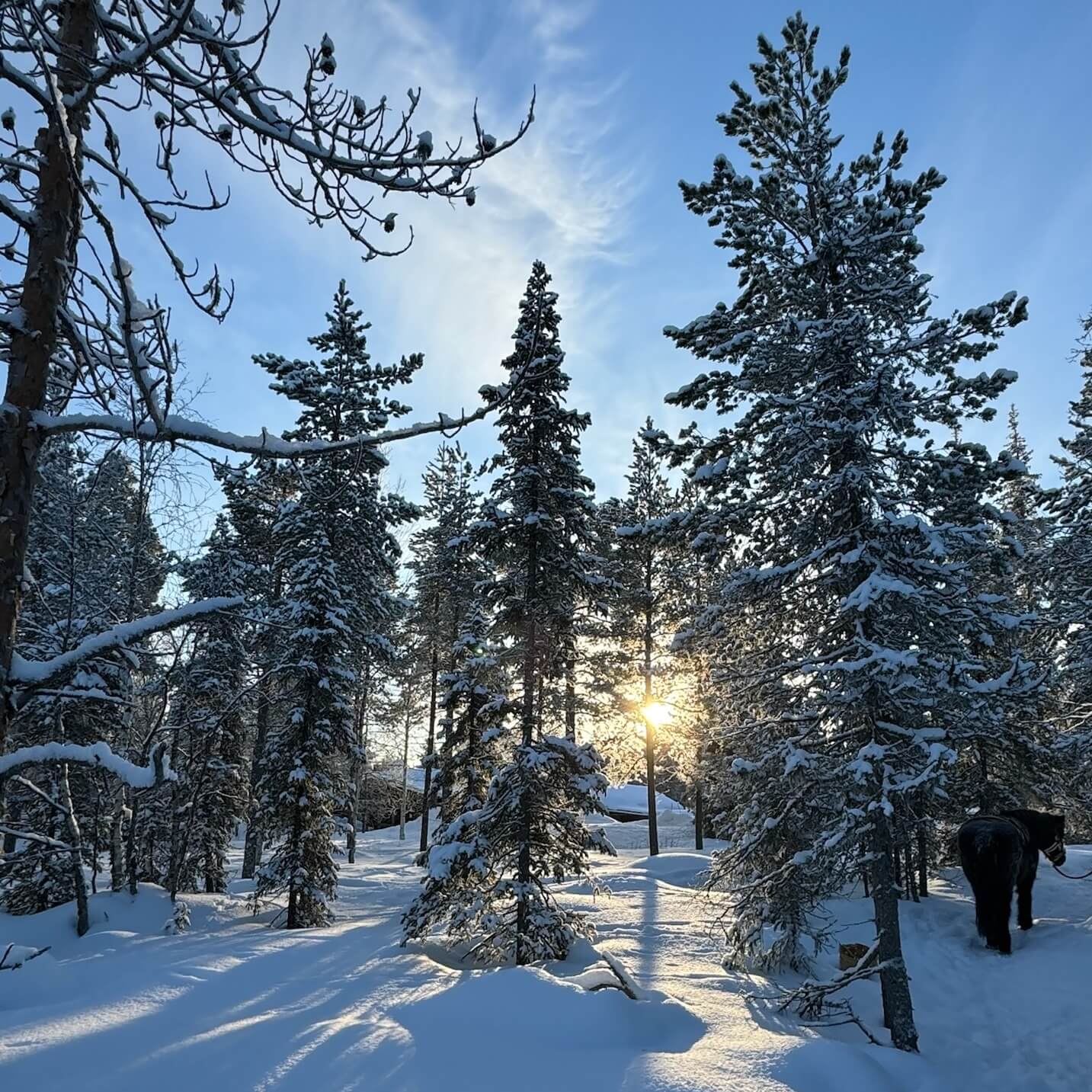 Snow covered treees