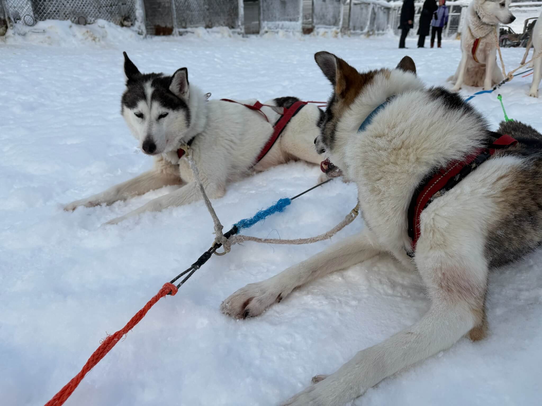 Husky