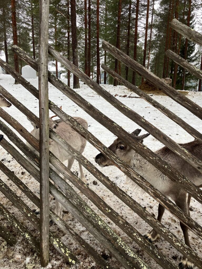 Reindeer at K5 Hotel in Levi