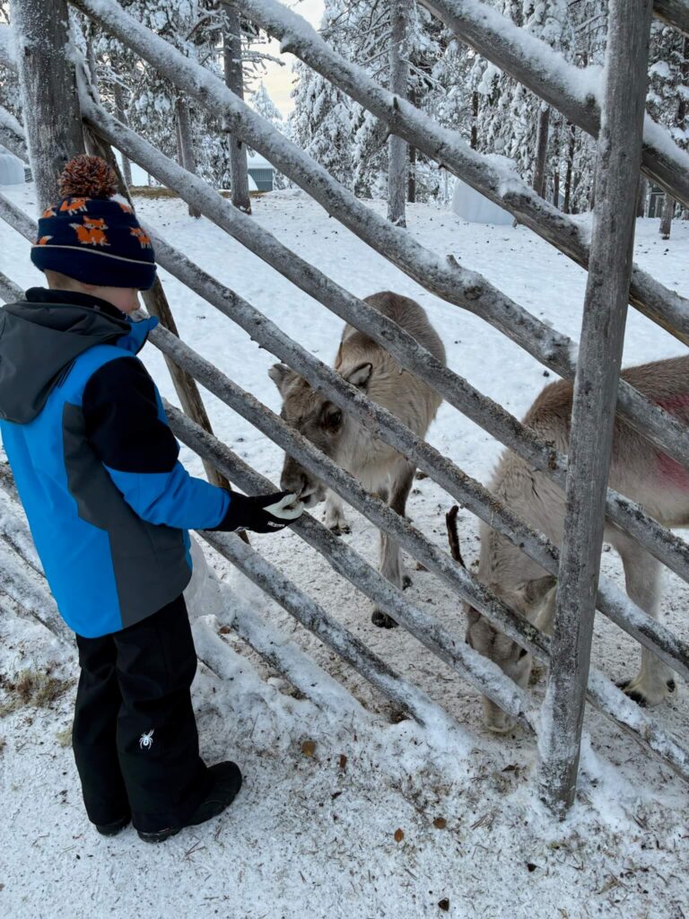 Feeding reindeer at K5 Hotel in Levi