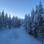 Snow-covered forest in Lapland