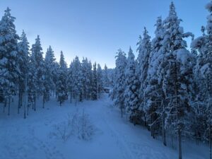 Snow-covered forest in Lapland