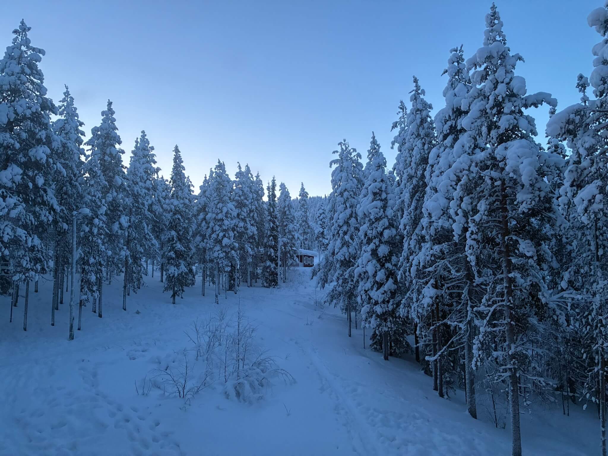 Snow-covered forest in Lapland